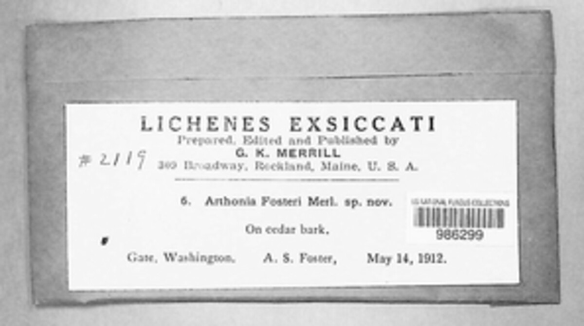 Arthonia fosteri image